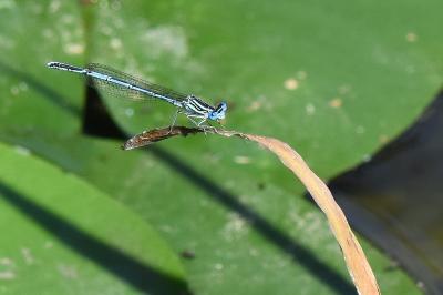 Agrion à larges pattes
