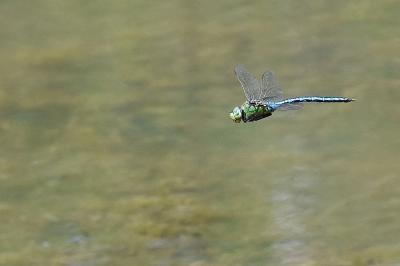 Anax empereur 