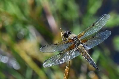 Libellule quadrimaculée 