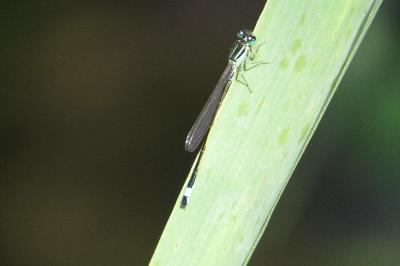 Agrion élégant