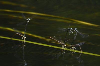 Agrion à larges pattes