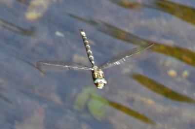 Aeschne paisible 
