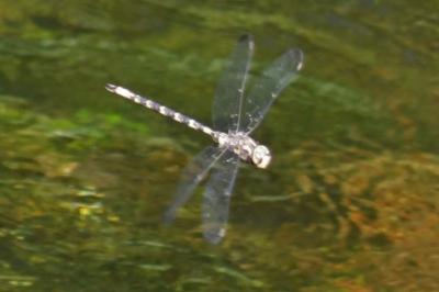 Aeschne paisible 