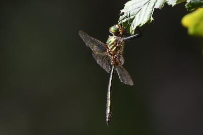Cordulie métallique 