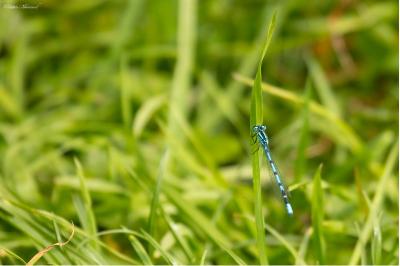 Agrion porte-coupe