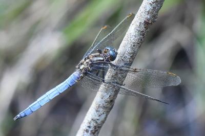 Orthétrum bleuissant 