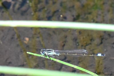Agrion élégant