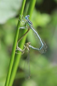 Agrion à larges pattes