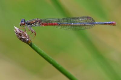 Agrion délicat