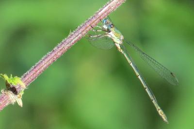 Leste vert