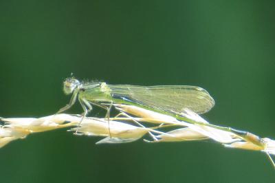 Agrion élégant