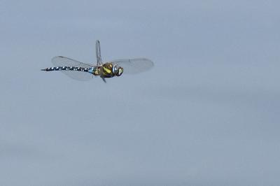 Aeschne mixte