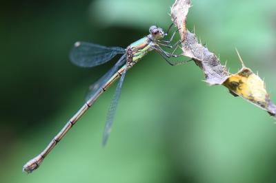 Leste vert
