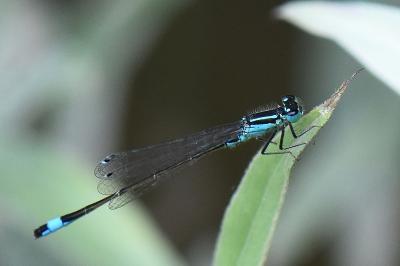 Agrion élégant