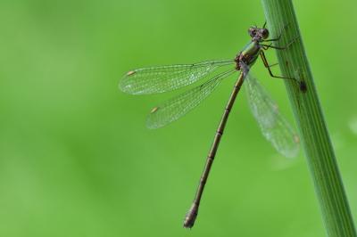 Leste vert