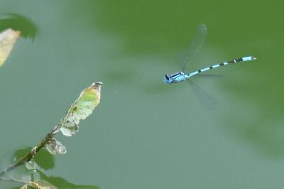 Agrion porte-coupe