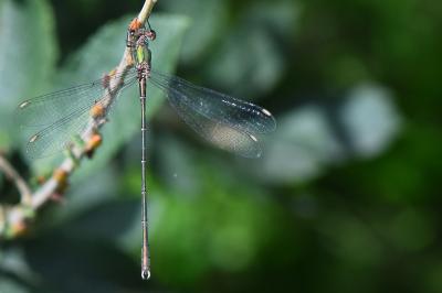 Leste vert