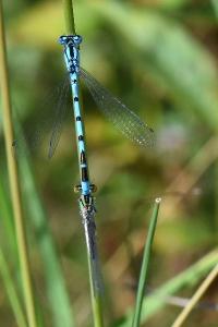 Agrion porte-coupe