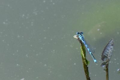 Agrion de Vander Linden