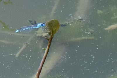 Agrion porte-coupe