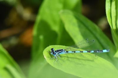 Agrion de Mercure