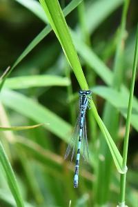 Agrion de Mercure