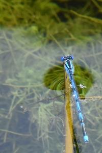Agrion de Vander Linden