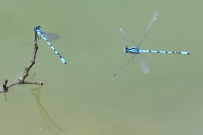 Agrion porte-coupe