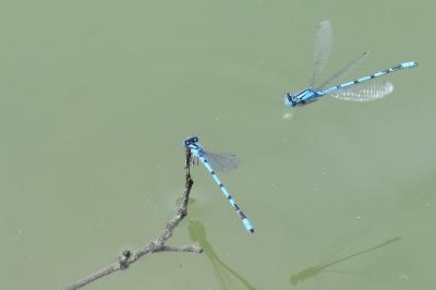 Agrion porte-coupe