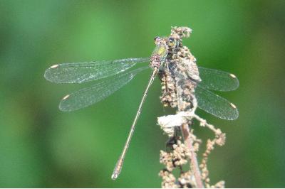 Leste vert