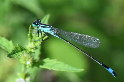 Agrion élégant