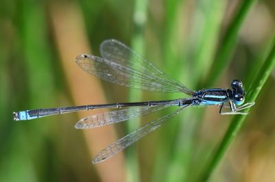 Agrion nain 