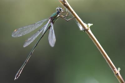 Leste vert