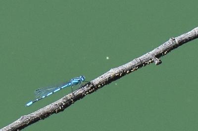 Agrion porte-coupe