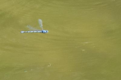 Agrion porte-coupe