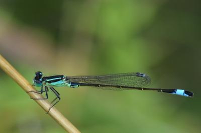 Agrion élégant