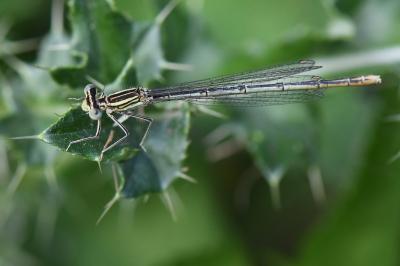 Agrion à larges pattes