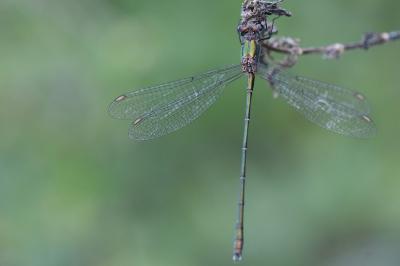 Leste vert