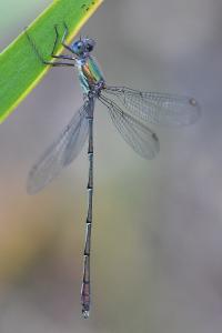 Leste vert