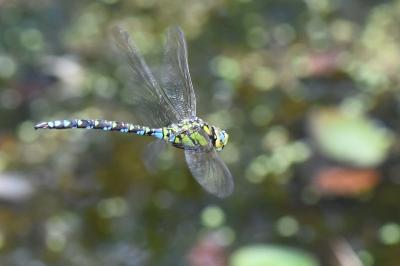 Aeschne bleue 