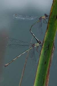 Leste vert