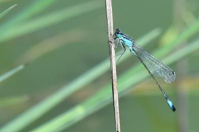 Agrion élégant