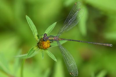 Chalcolestes viridis