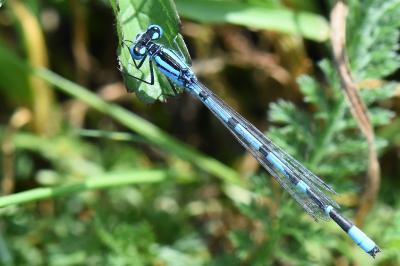 Agrion porte-coupe