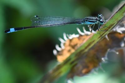 Agrion élégant