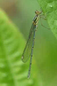 Leste vert