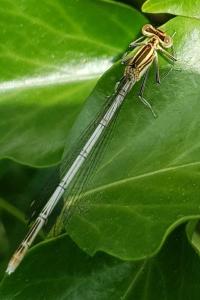 Agrion à larges pattes