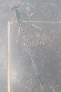 Agrion à larges pattes