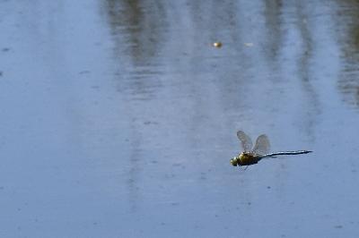 Anax empereur 