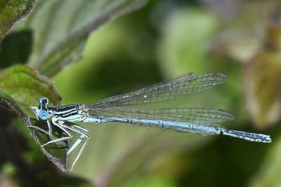 Agrion à larges pattes